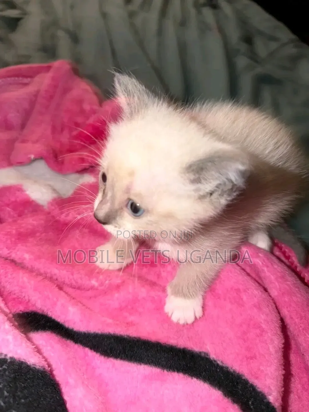 3-6 months Female Purebred Ragdoll