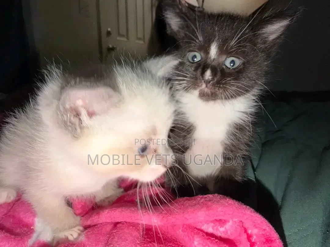 3-6 months Female Purebred Tonkinese