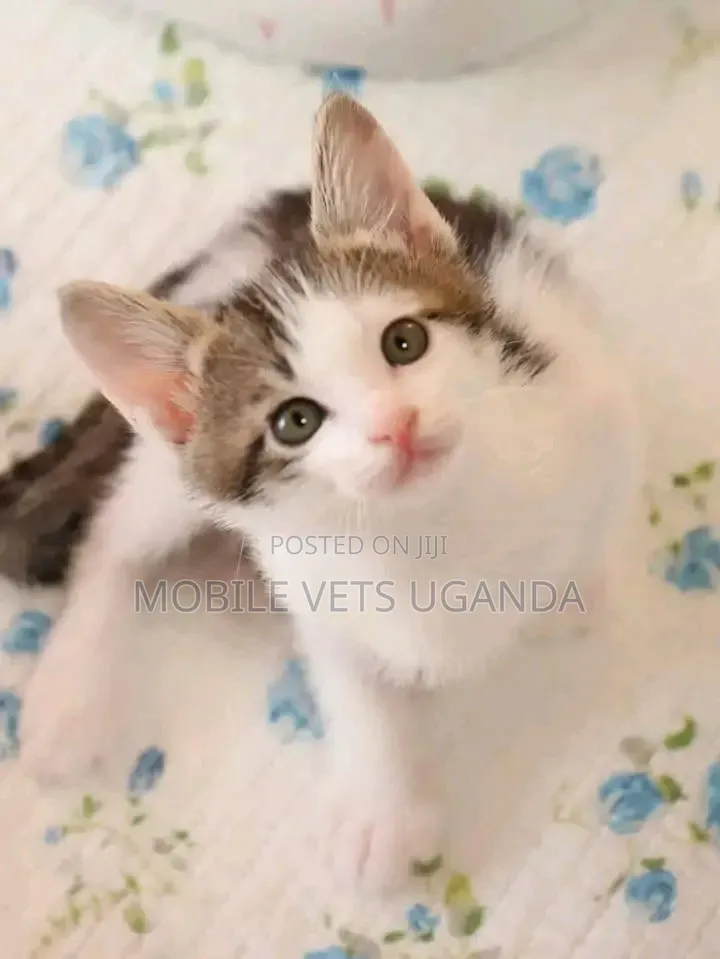 1-3 months Female Purebred American Bobtail