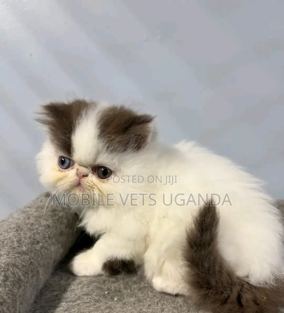 1-3 months Male Purebred American Wirehair