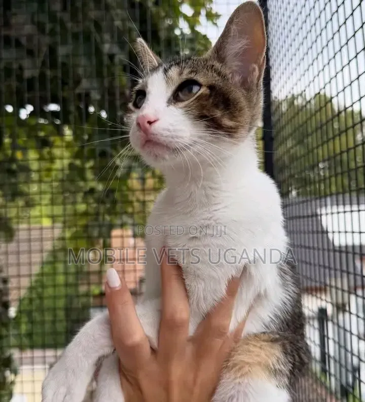 3-6 months Male Purebred Sphynx