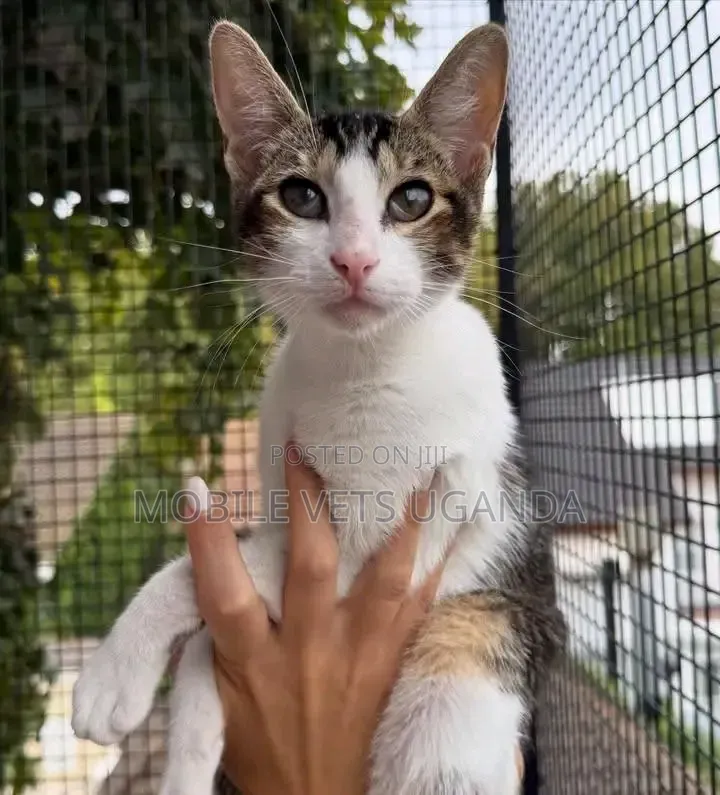 6-12 months Male Purebred Bengal