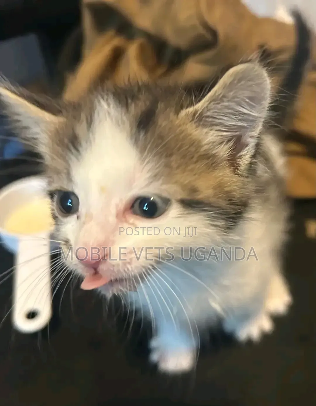 1-3 months Male Purebred American Wirehair