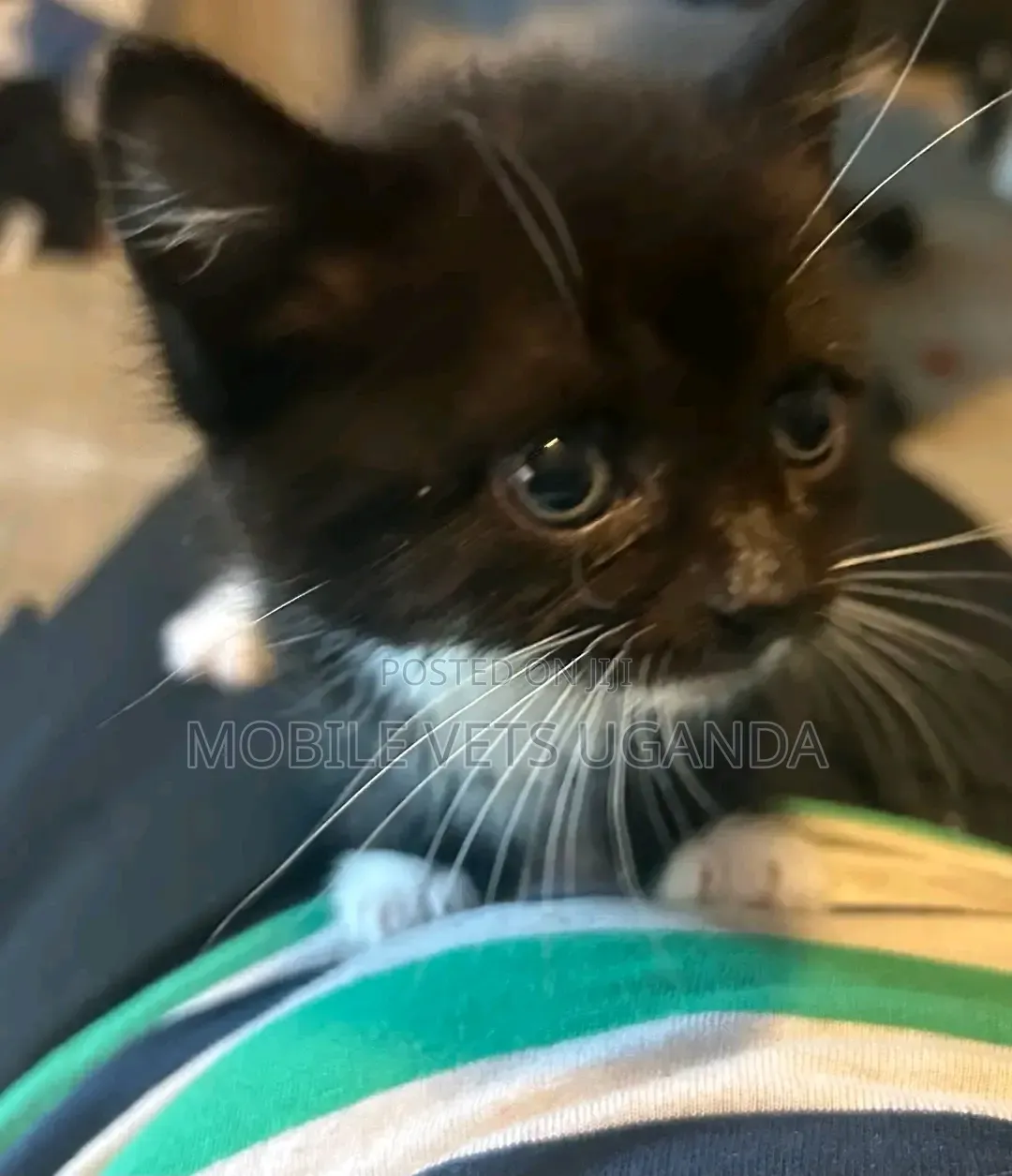 0-1 month Female Purebred Balinese