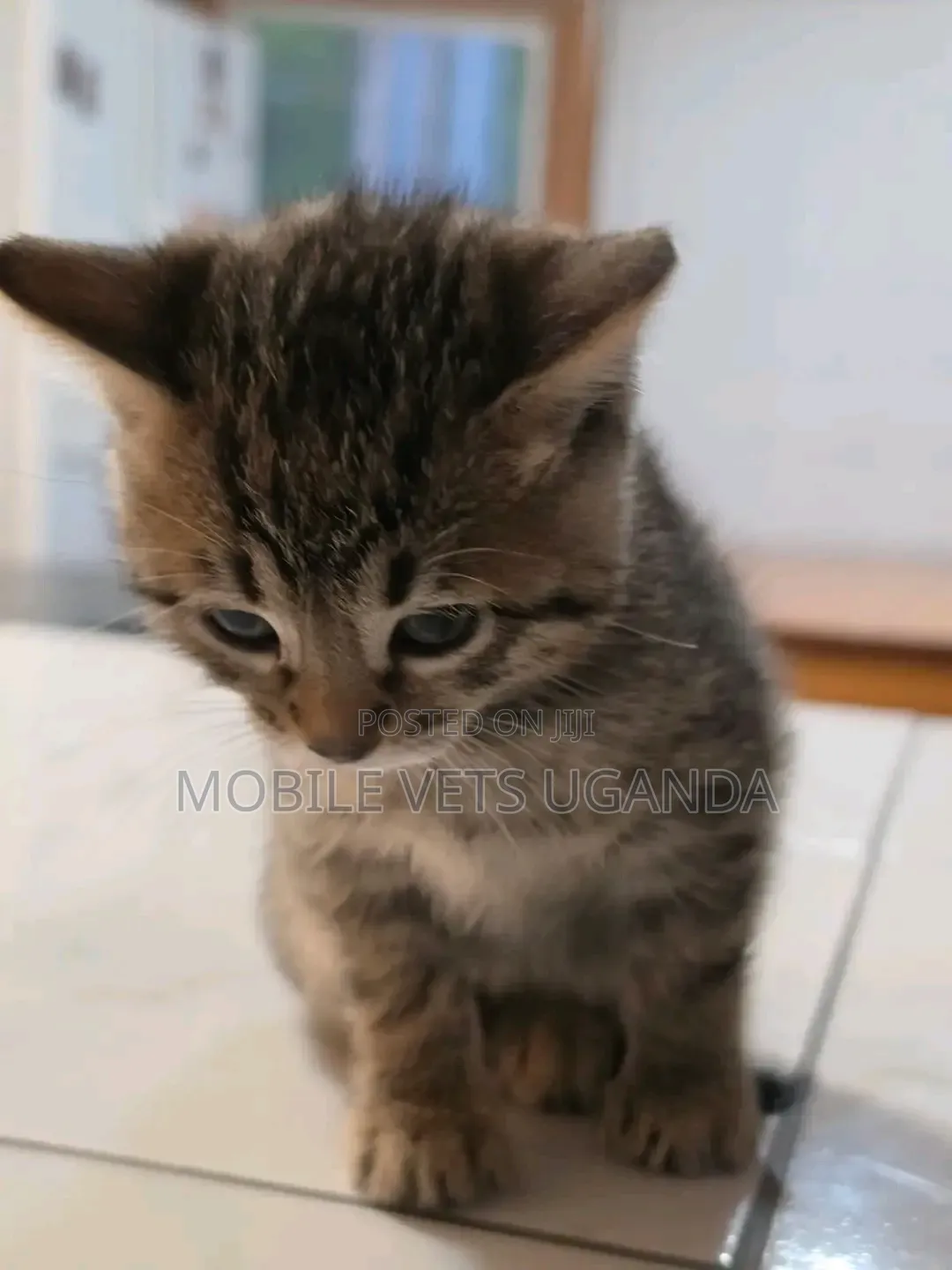 1-3 months Female Purebred American Curl