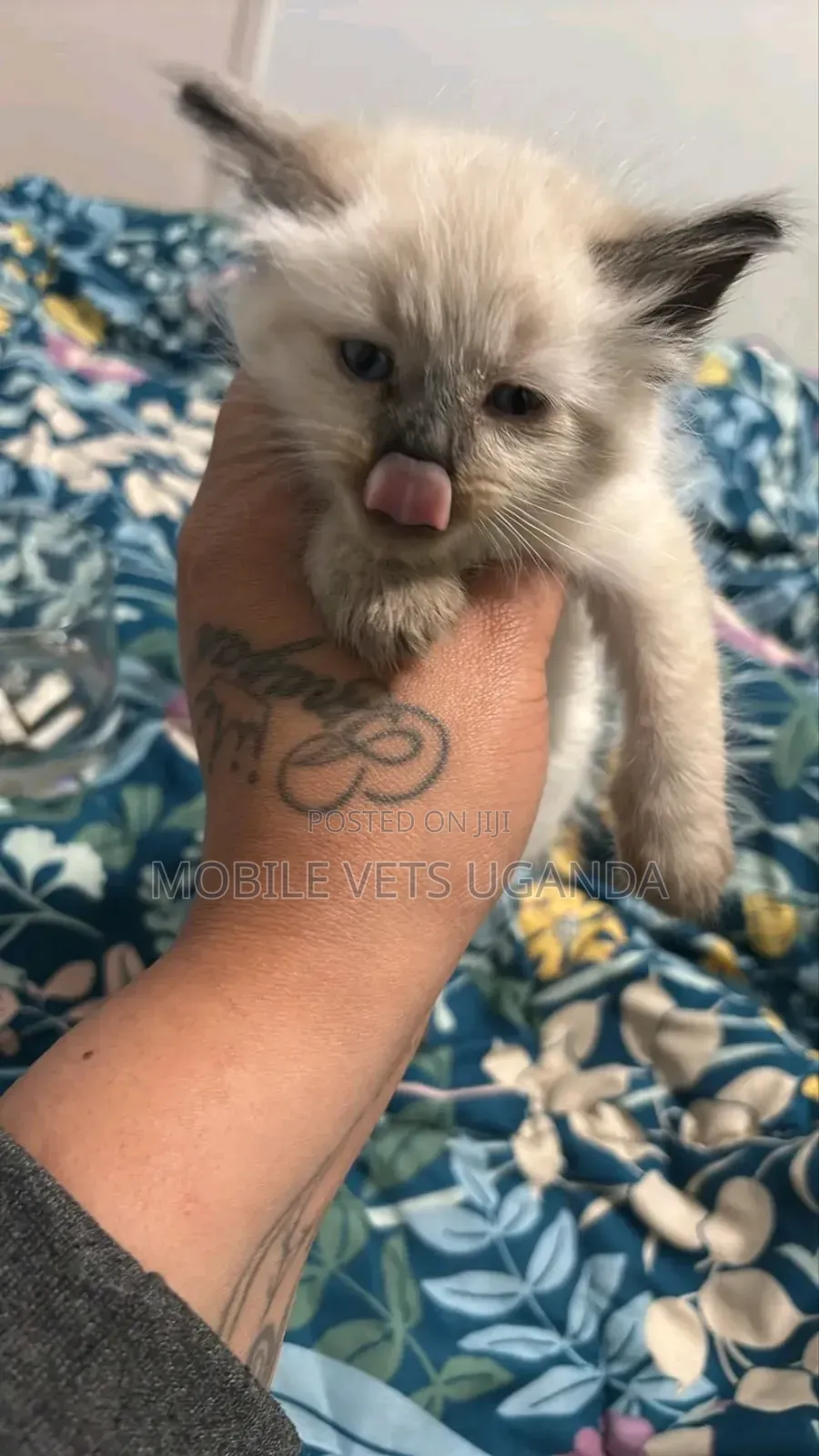 3-6 months Male Purebred Ragdoll