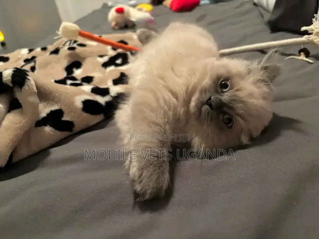 1-3 months Male Purebred European Burmese