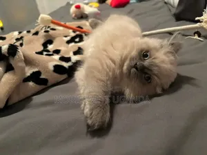 1-3 months Male Purebred European Burmese