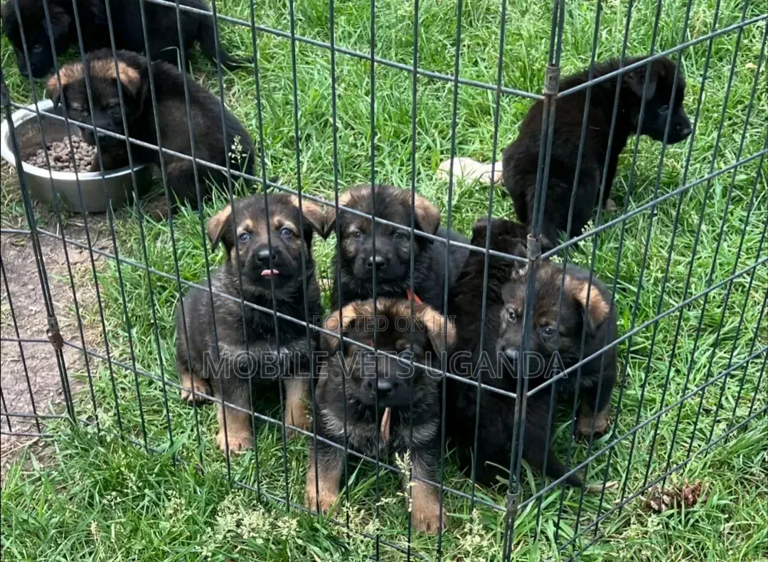 3-6 months Male Purebred German Shepherd