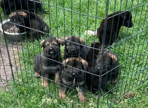 3-6 months Male Purebred German Shepherd