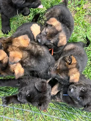 3-6 months Female Purebred German Shepherd