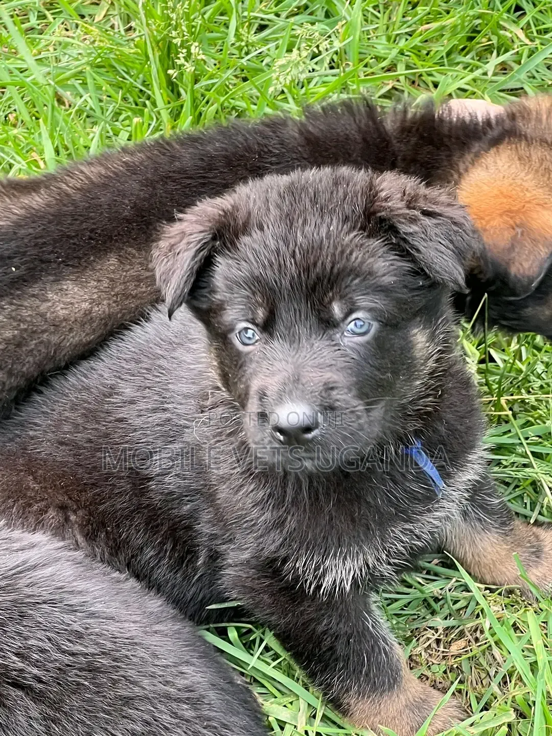 3-6 months Female Purebred German Shepherd