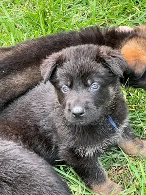 3-6 months Female Purebred German Shepherd