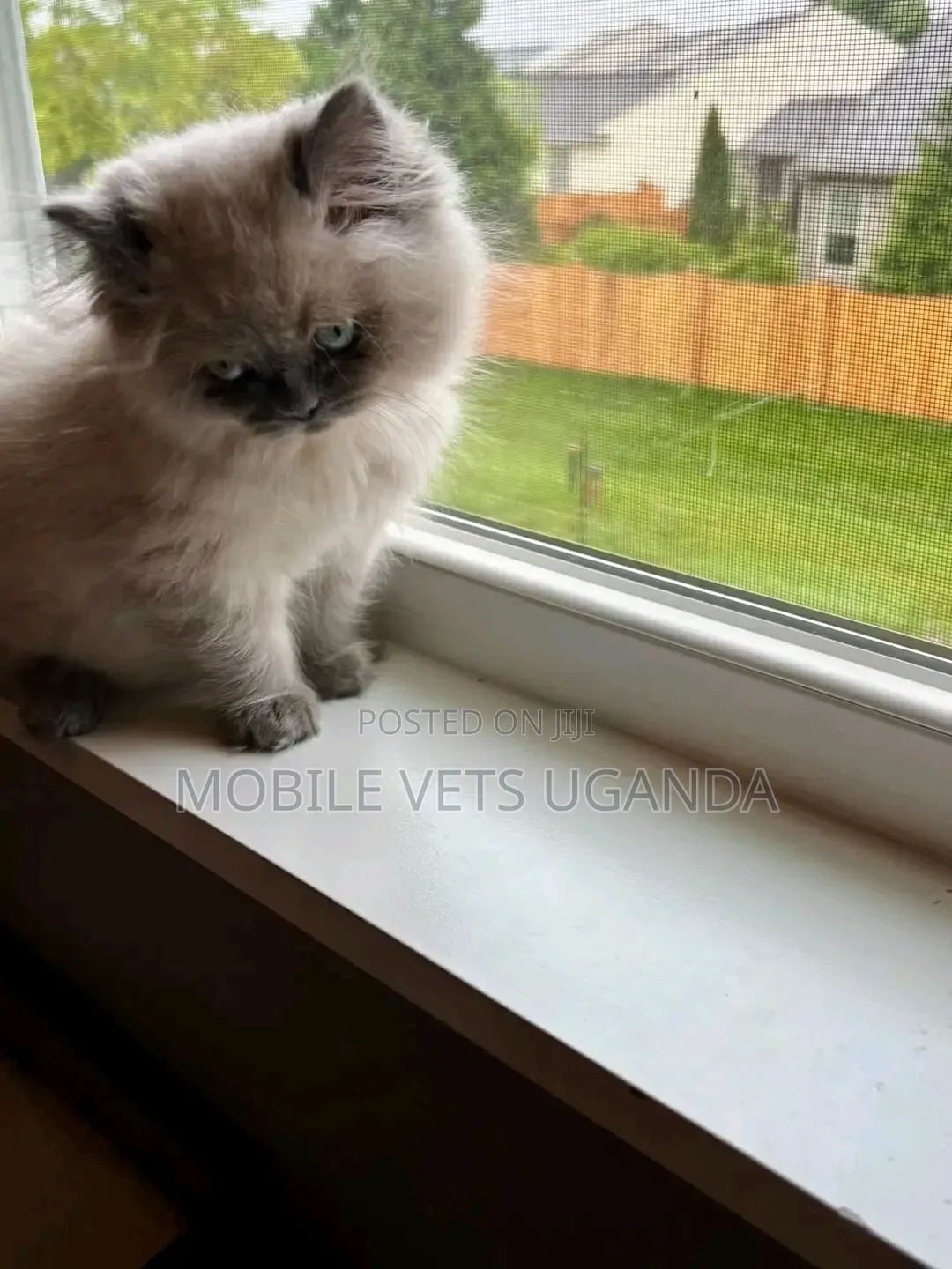 0-1 month Male Purebred Persian