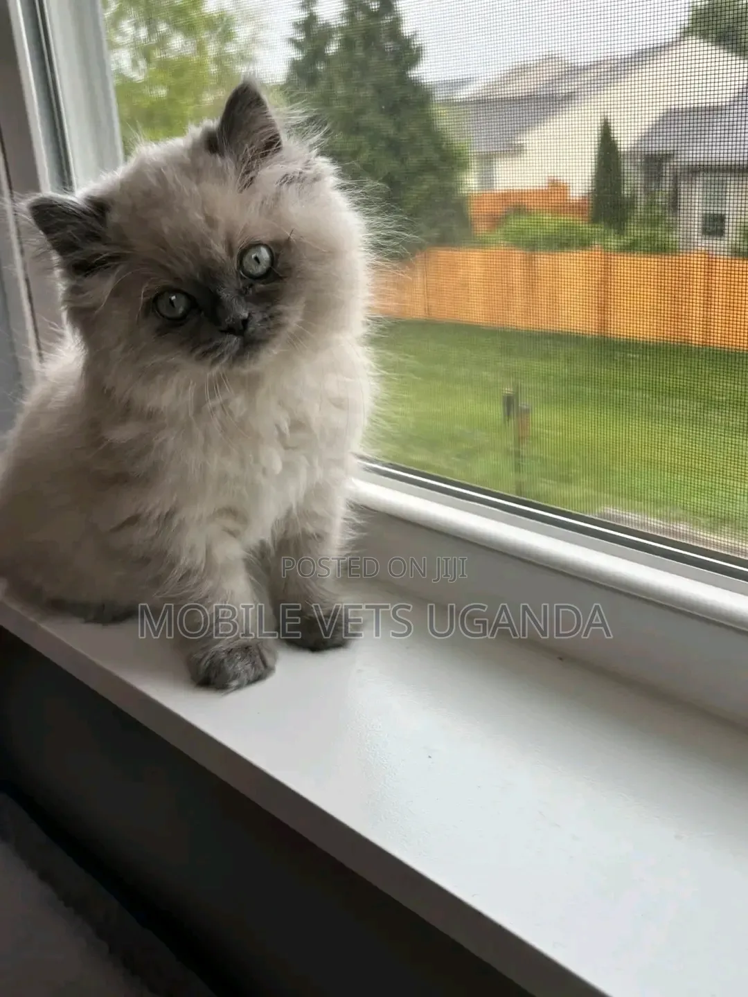 1-3 months Female Purebred Bombay