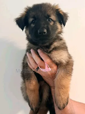 3-6 months Male Purebred German Shepherd