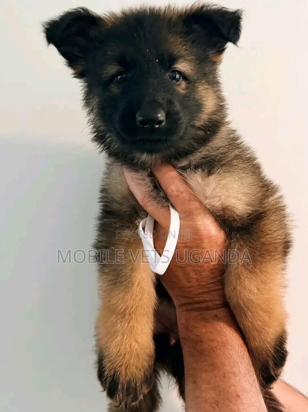 3-6 months Female Purebred German Shepherd