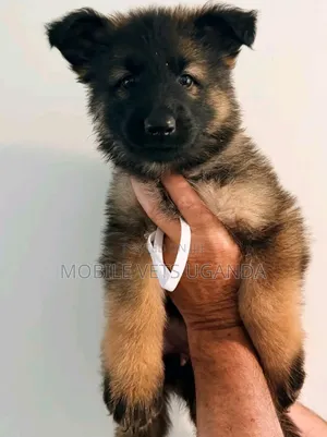 3-6 months Female Purebred German Shepherd