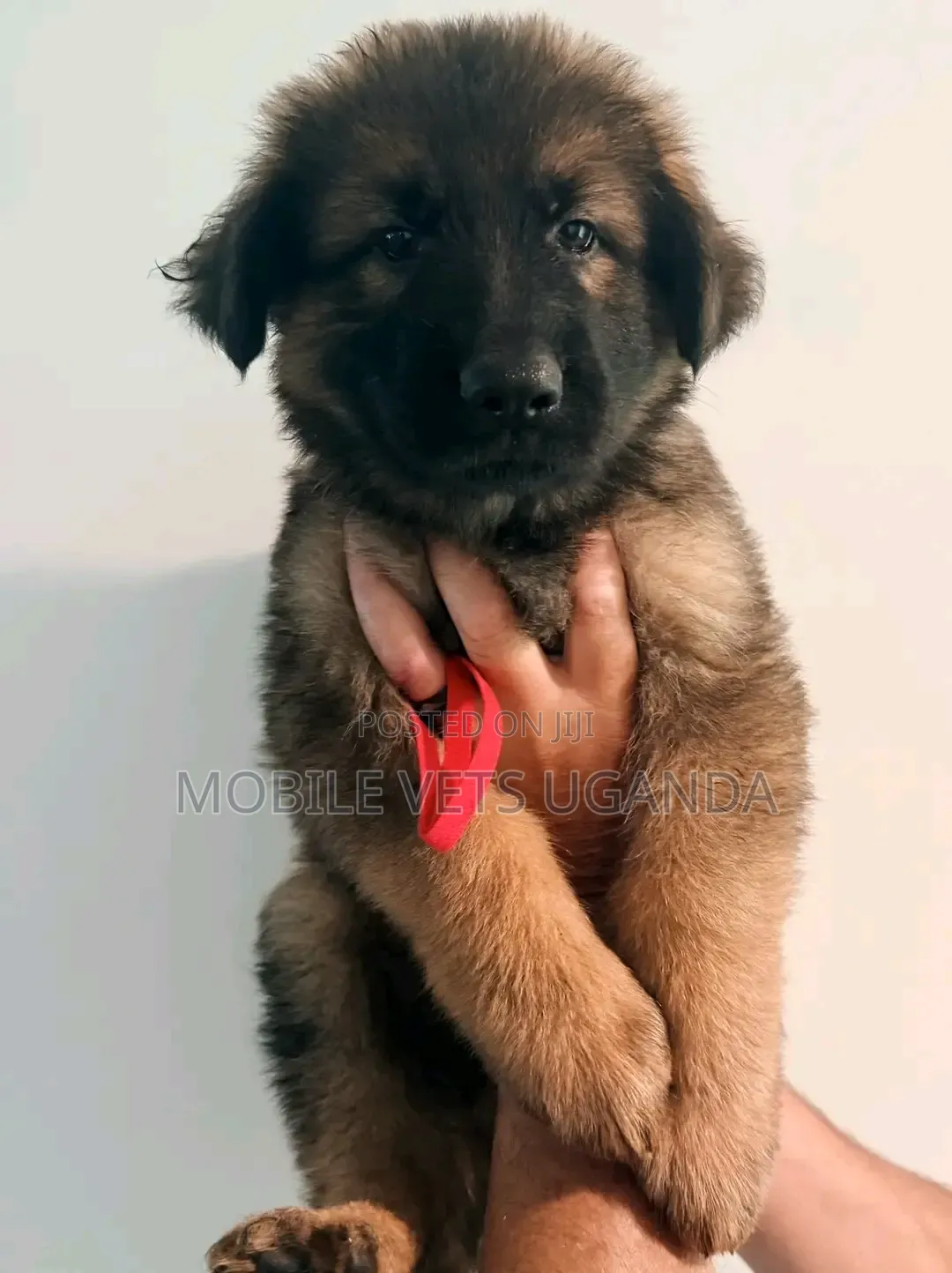 3-6 months Female Purebred German Shepherd
