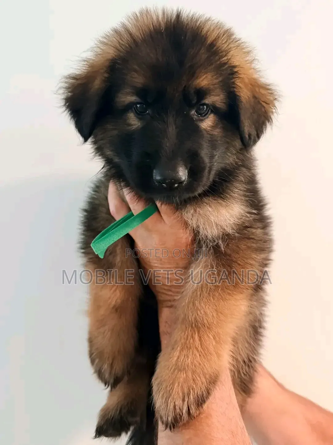 3-6 months Female Purebred German Shepherd