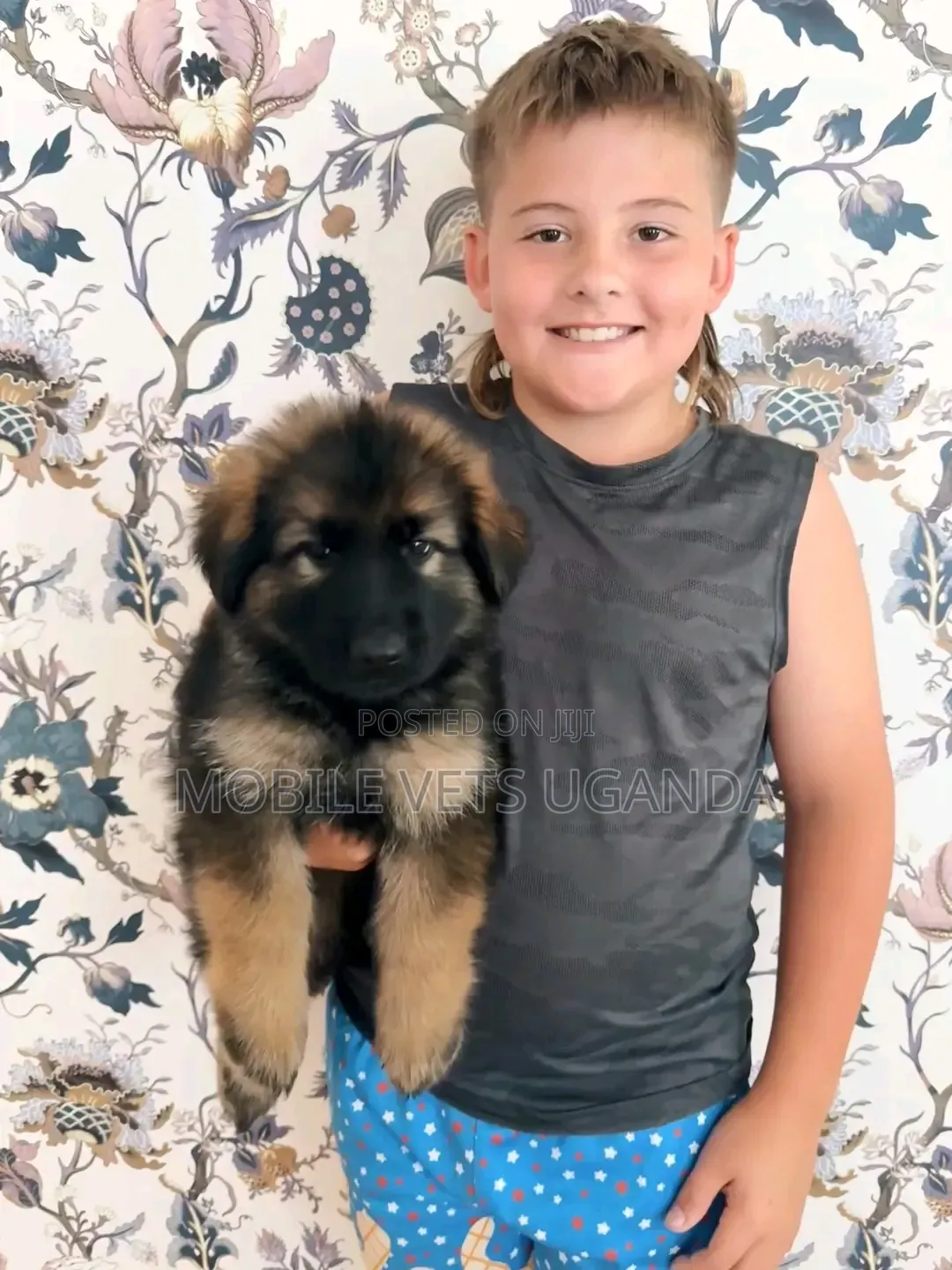 3-6 months Female Purebred German Shepherd