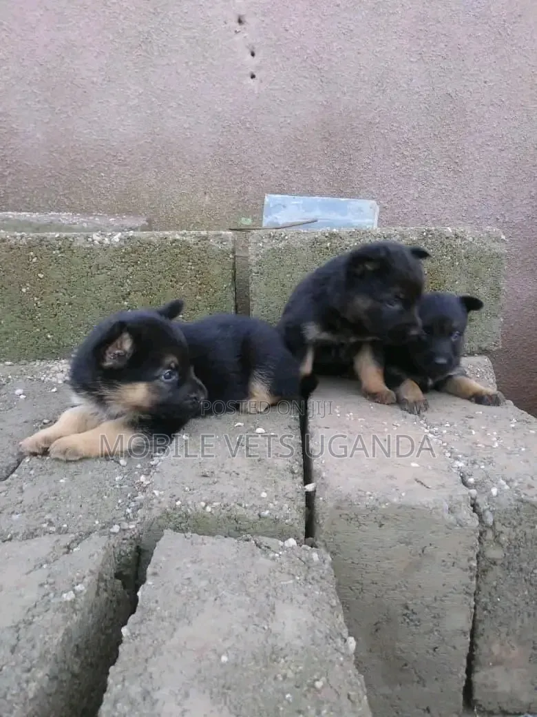 3-6 months Male Purebred German Shepherd
