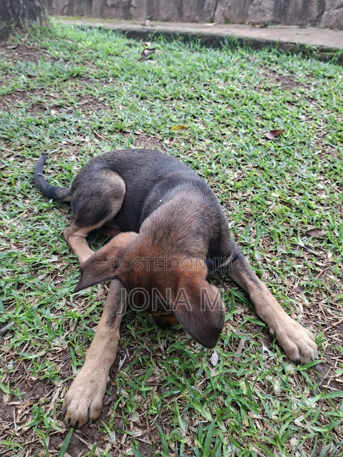 1-3 months Male Mixed Breed Mongrel (No Breed)