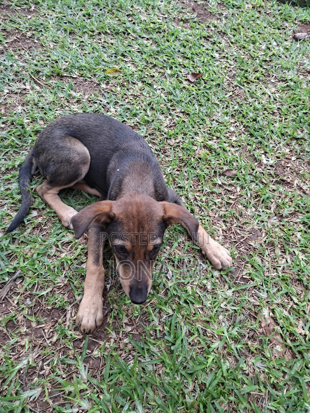 1-3 months Male Mixed Breed Mongrel (No Breed)