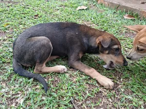 1-3 months Male Mixed Breed Mongrel (No Breed)