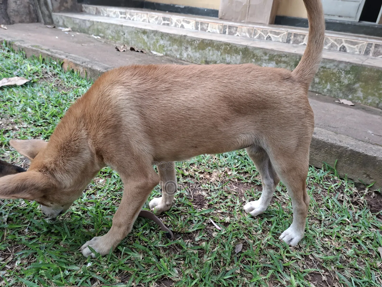 1-3 months Male Mixed Breed Mongrel (No Breed)