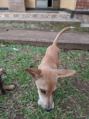 1-3 months Male Mixed Breed Mongrel (No Breed)