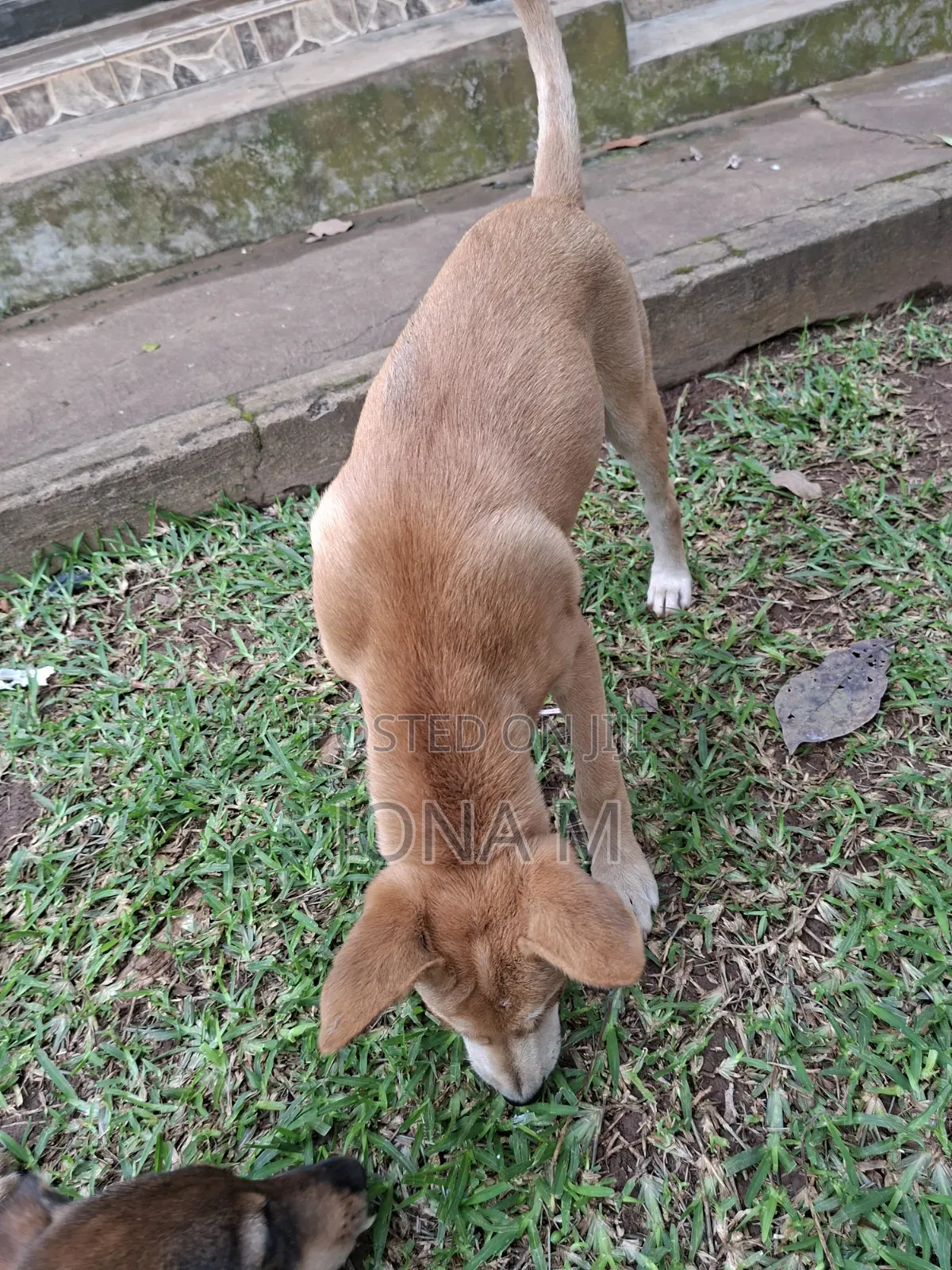 1-3 months Male Mixed Breed Mongrel (No Breed)
