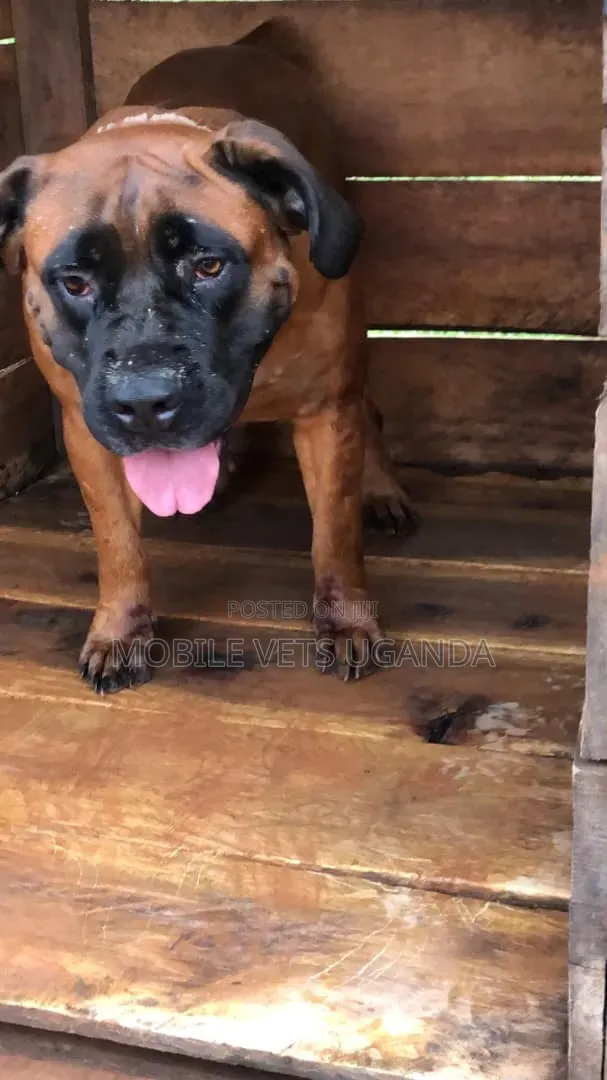 3-6 months Female Purebred Boerboel