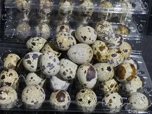 Quail Eggs / Quail for Sell