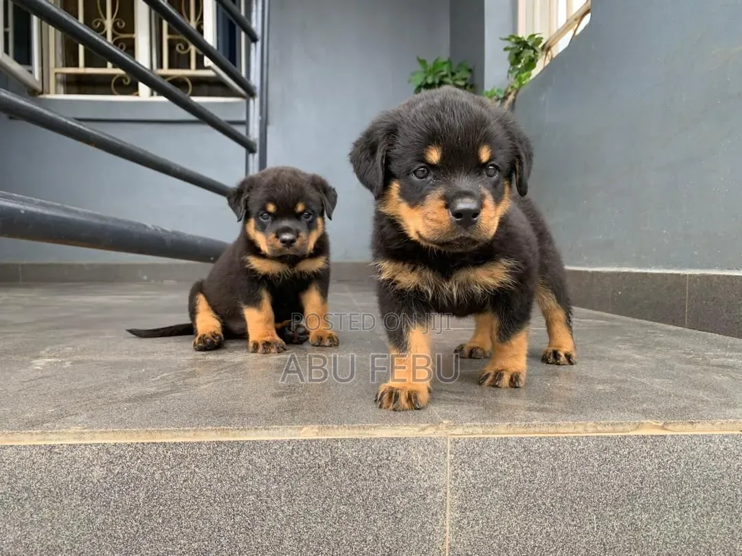 1-3 months Male Purebred German Shepherd