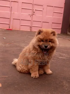 1-3 months Male Purebred German Shepherd