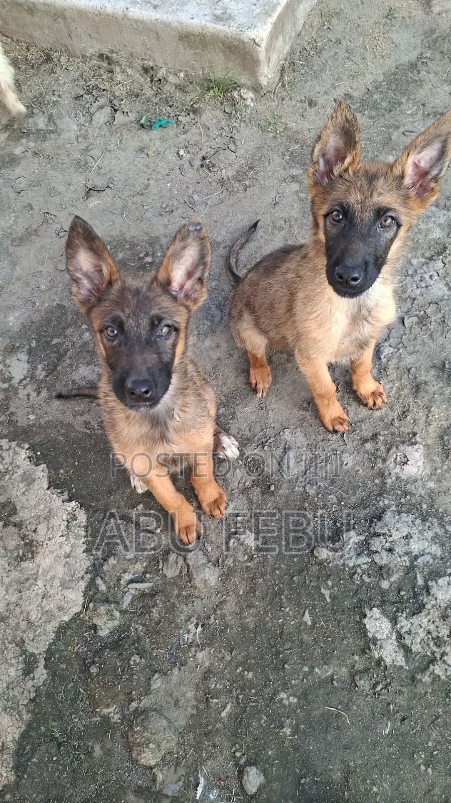 1-3 months Male Purebred German Shepherd