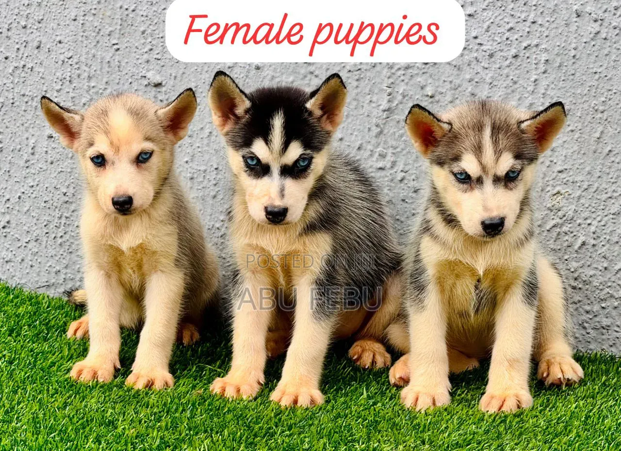 1-3 months Male Purebred German Shepherd