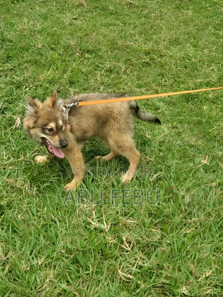 1-3 months Male Purebred German Shepherd