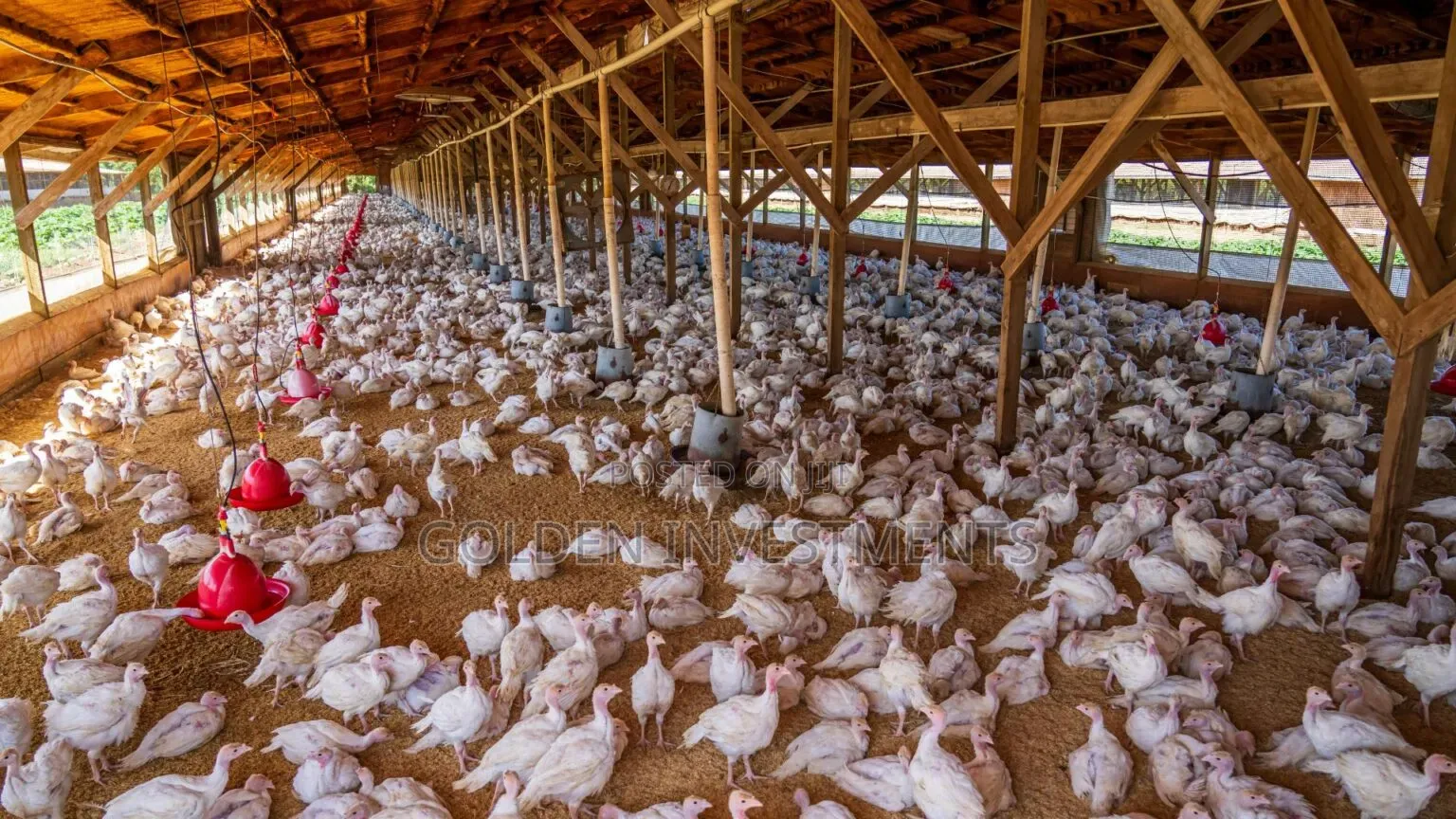 Simera Chicken Supply