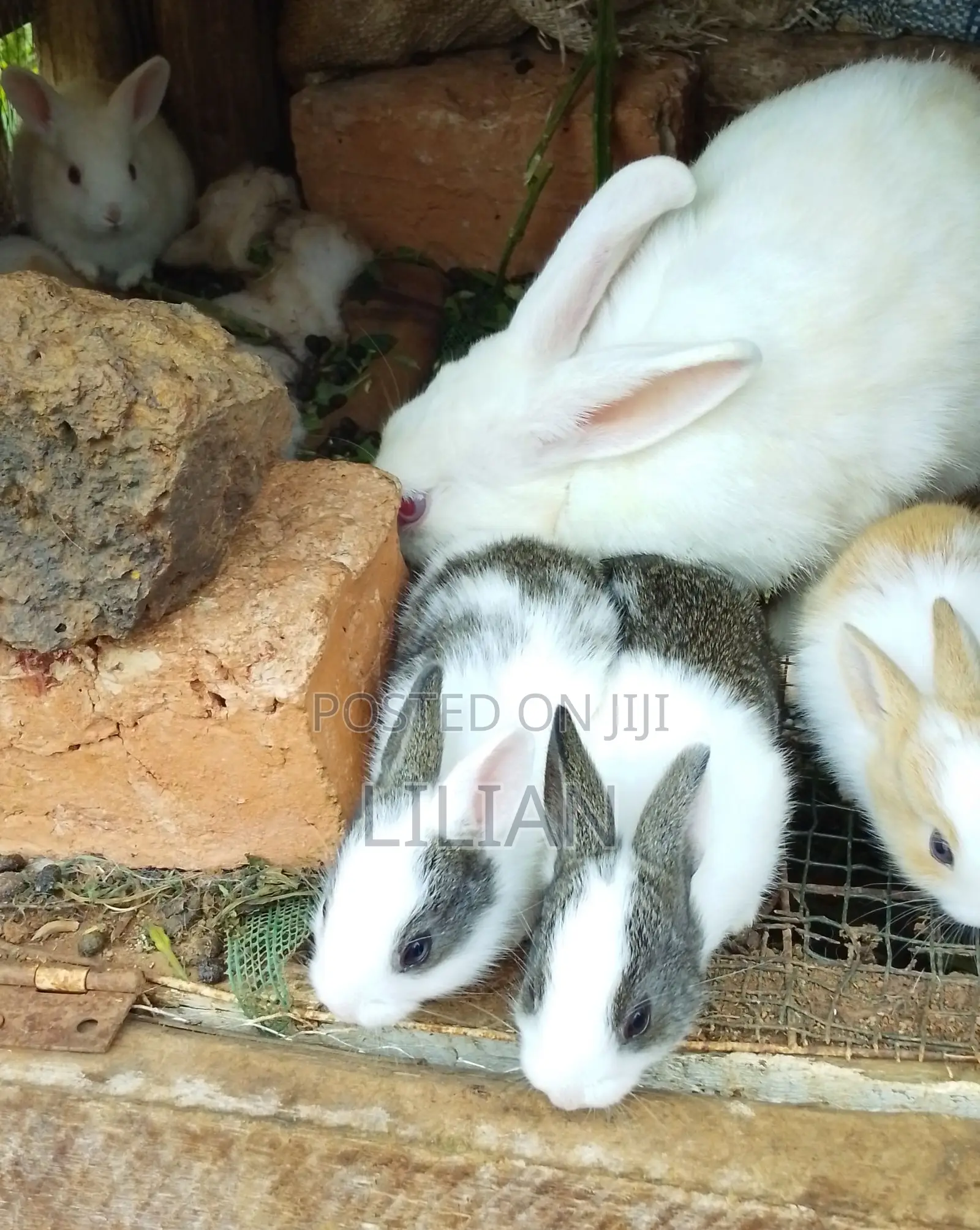 Bunnies for Sale