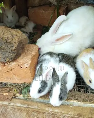 Bunnies for Sale