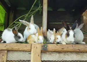 Bunnies for Sale