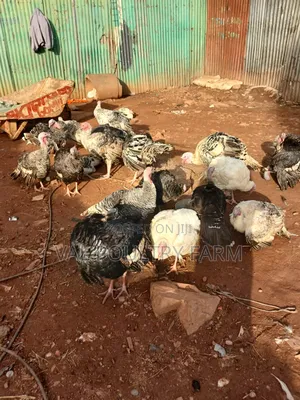 Turkey for Sale in Kampala