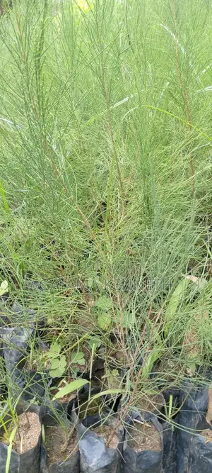 Casualina/ Falawo Seedlings