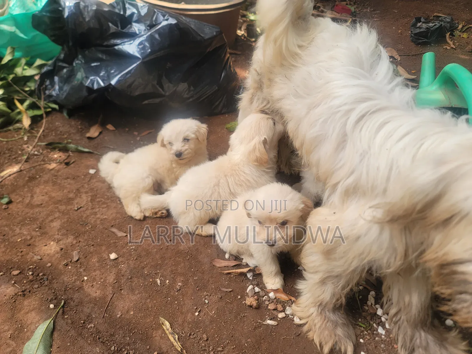 0-1 month Male Purebred Maltese