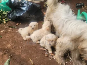 0-1 month Male Purebred Maltese