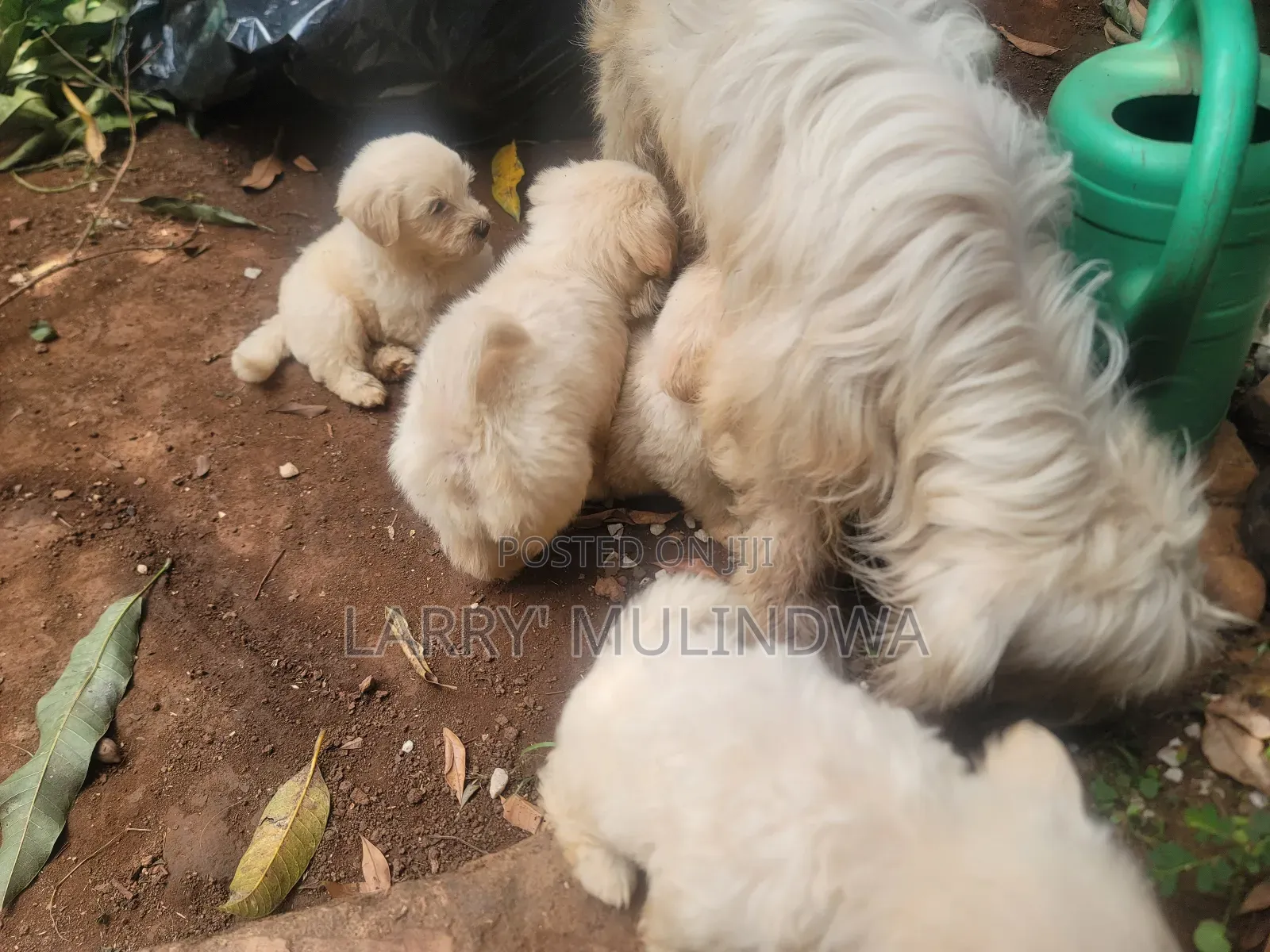 0-1 month Male Purebred Maltese