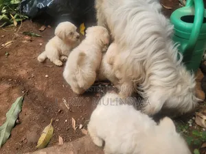 0-1 month Male Purebred Maltese