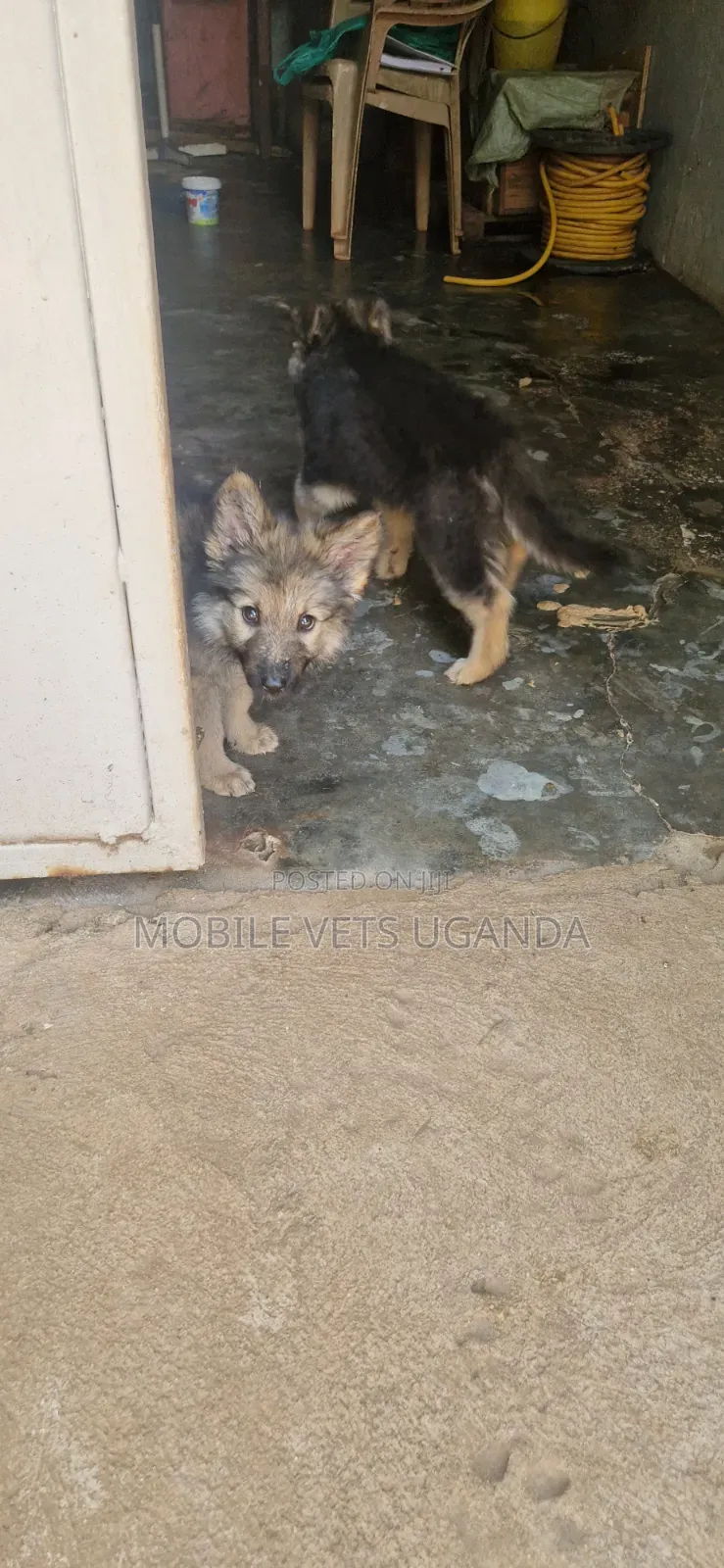 1-3 months Female Purebred German Shepherd